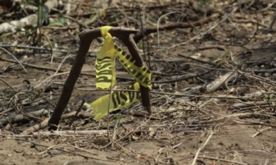 Hallan 5 fosas clandestinas con restos humanos en límites de Oaxaca y Veracruz